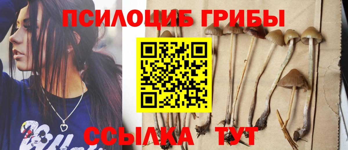 где можно купить наркотик  Вход с VPN  Углич  Галлюциногенные грибы Psilocybine cubensis 